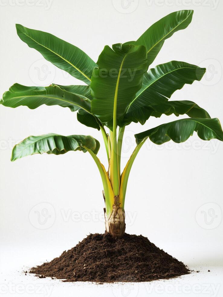 A banana tree with large leaves and dirt photo