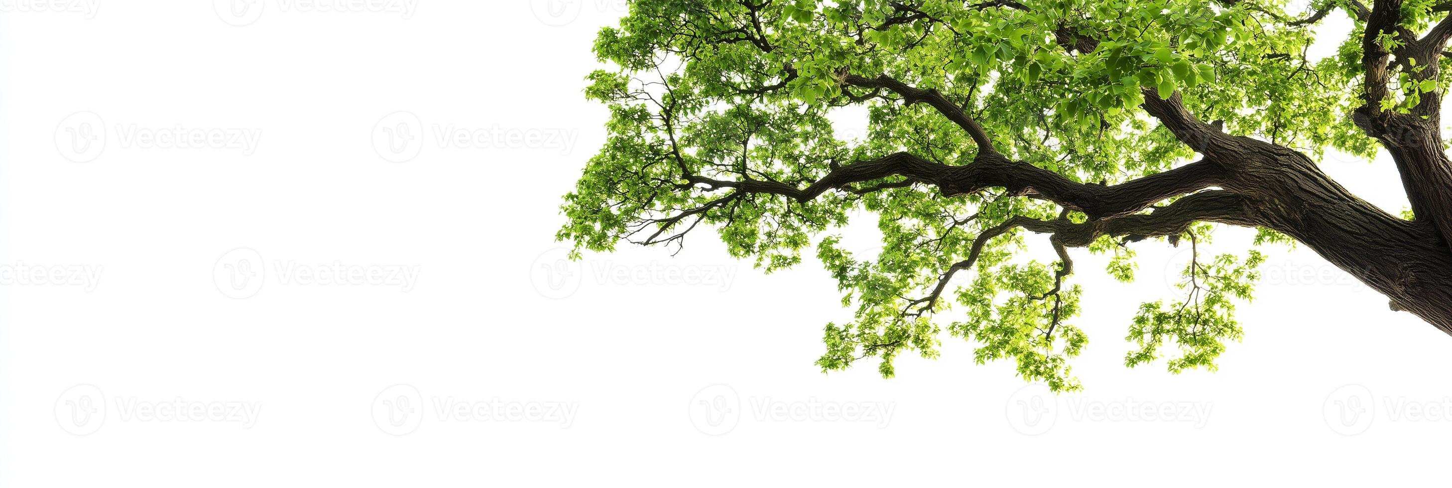 A tree with leaves on it against a white background photo