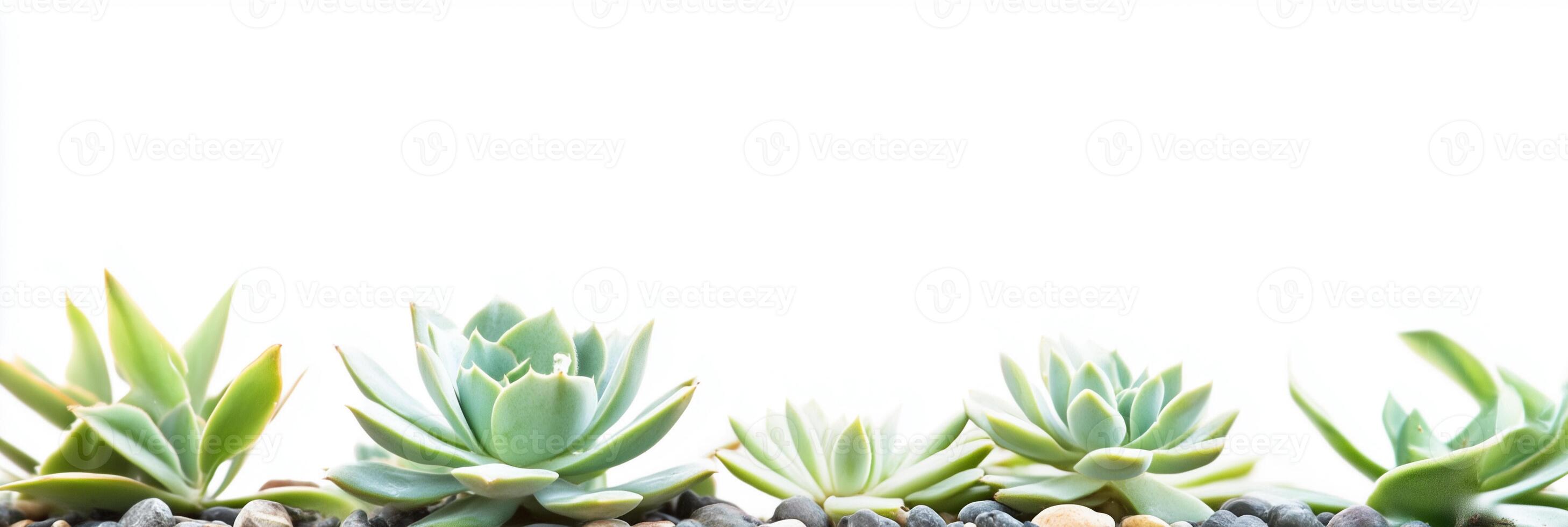 Photorealistic Pachyphytum, copy space plant, isolated on white Pachyphytum photo