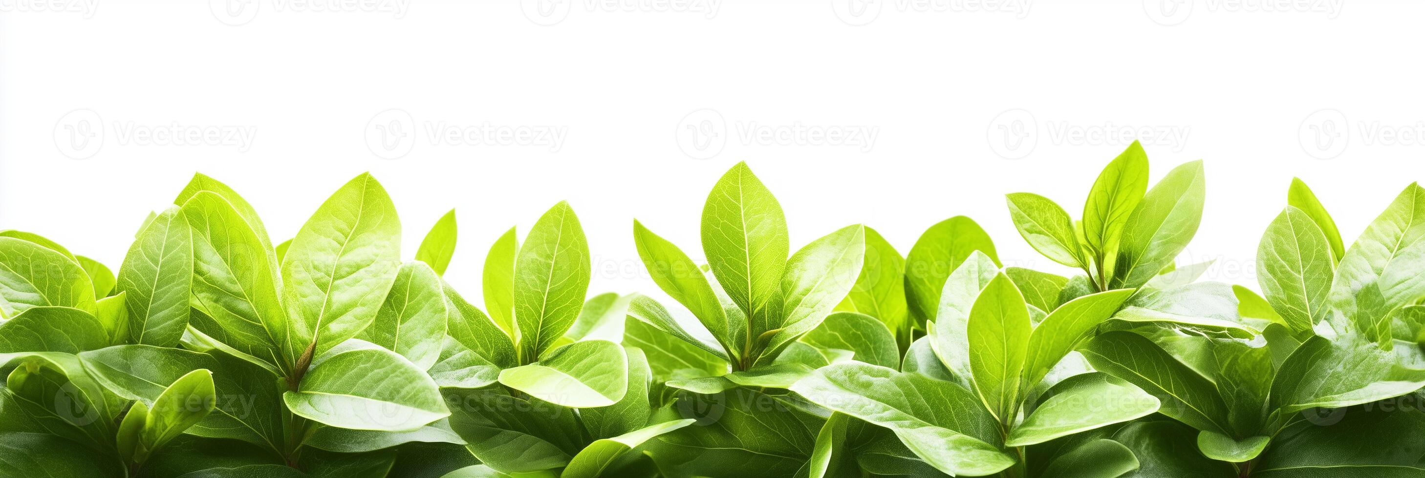 Photorealistic Persea americana, copy space plant, isolated on white Persea americana photo