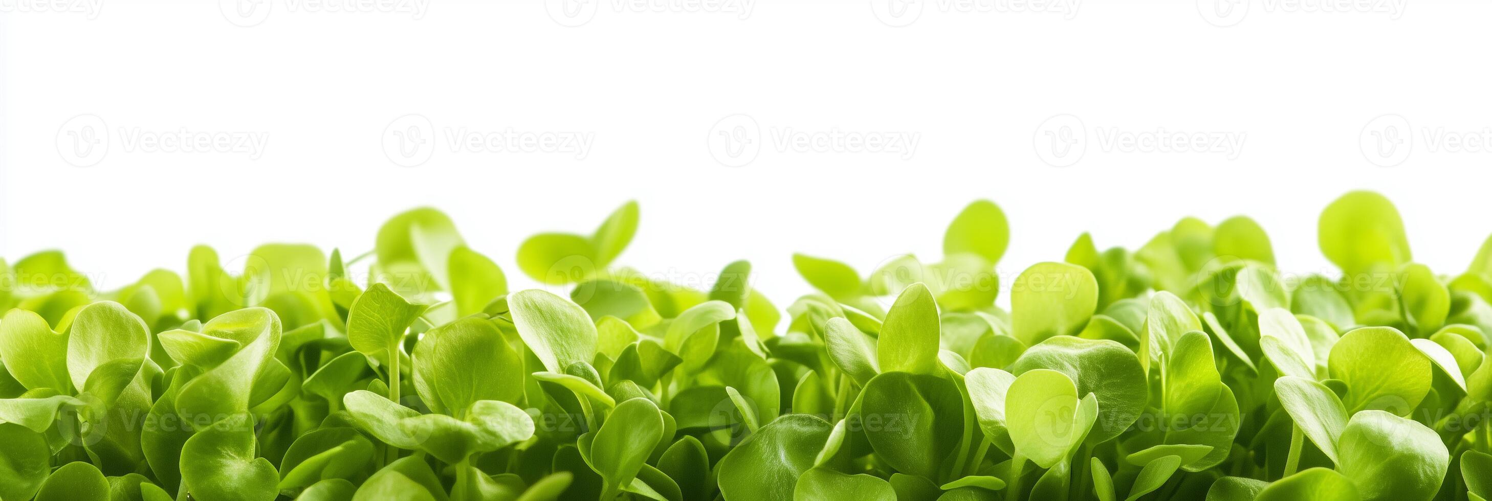 Pisum sativum with copy space, photorealistic Pisum sativum plant, isolated on white photo