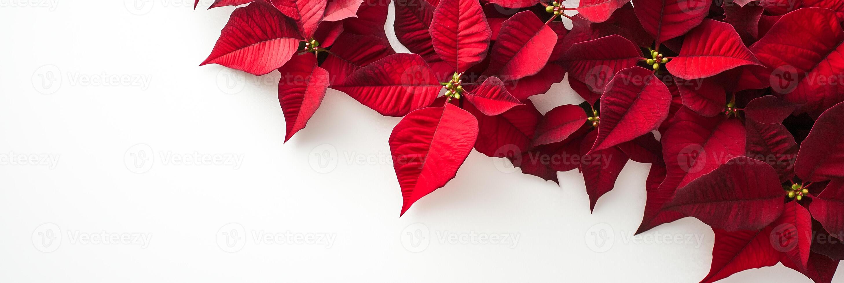Photorealistic Poinsettia with copy space, Poinsettia flower setting, isolated on white flower photo