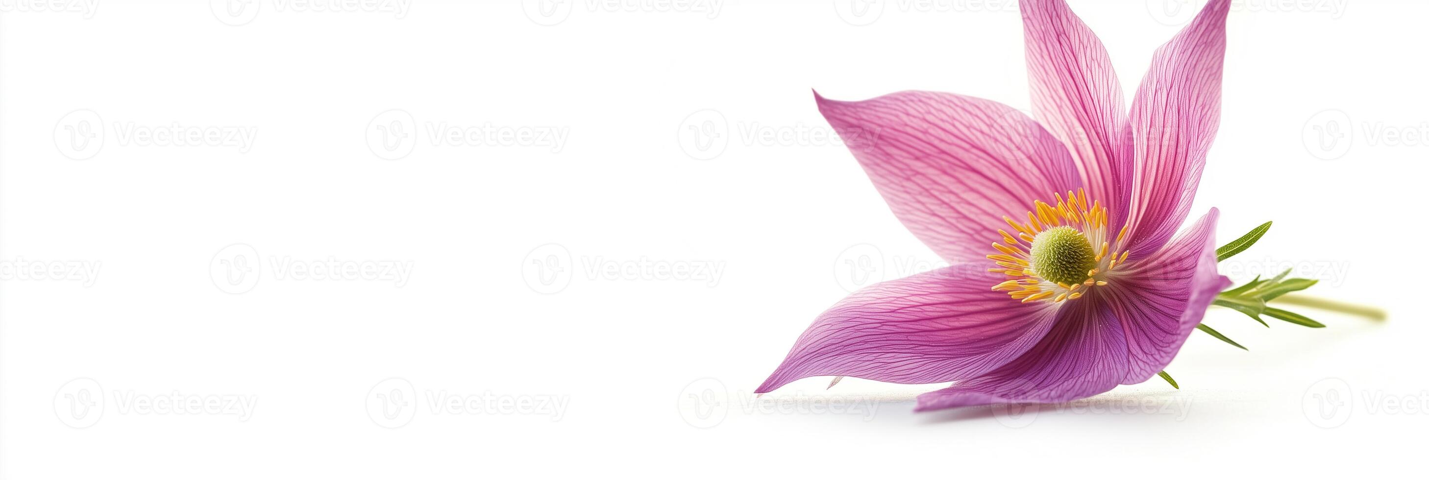 Photorealistic Pulsatilla vulgaris, copy space flower, isolated on white Pulsatilla vulgaris photo