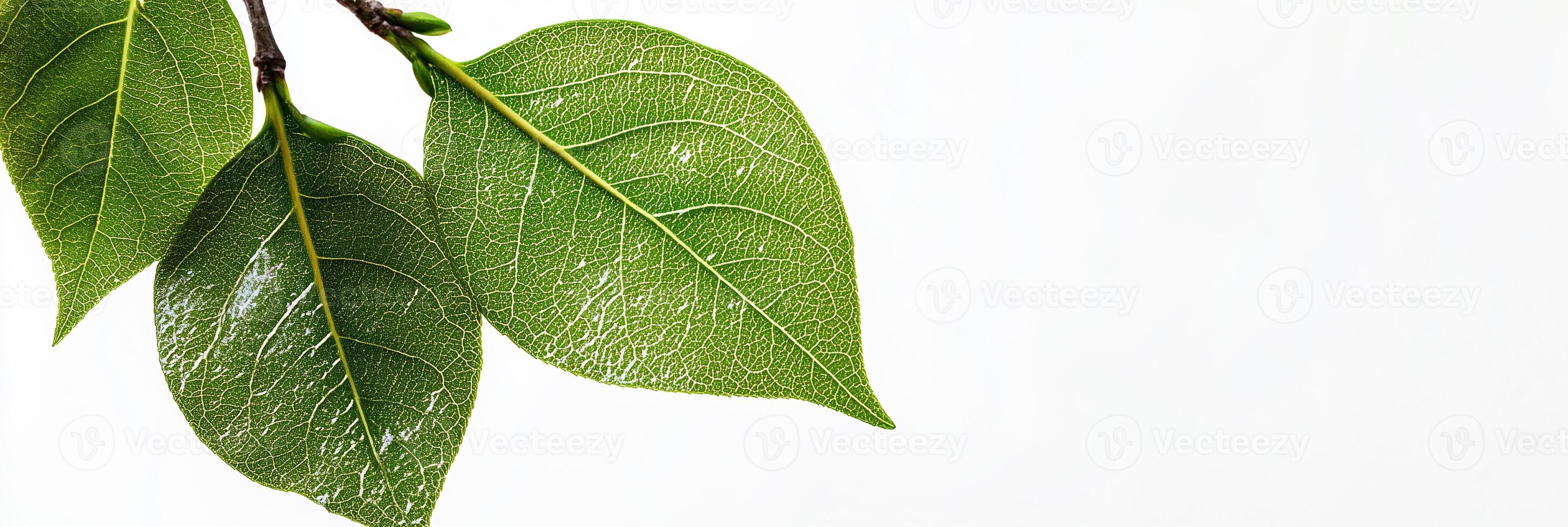 Pyrus communis with copy space, photorealistic Pyrus communis plant, isolated on white photo