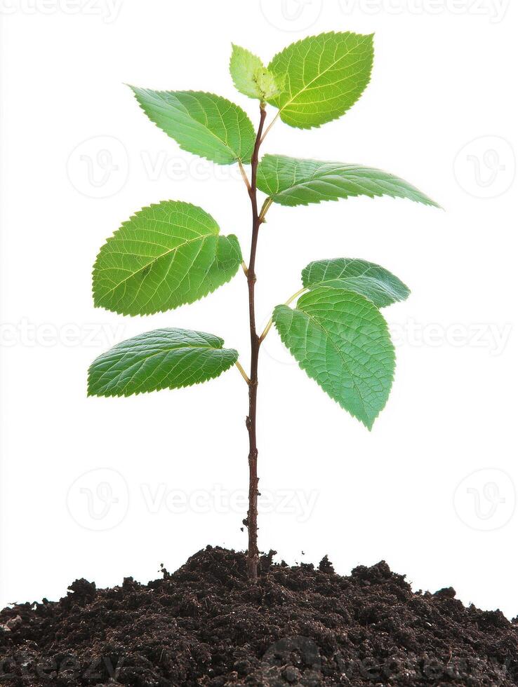 Photorealistic Red Alder with soil, Red Alder plant copy space, isolated on white plant photo