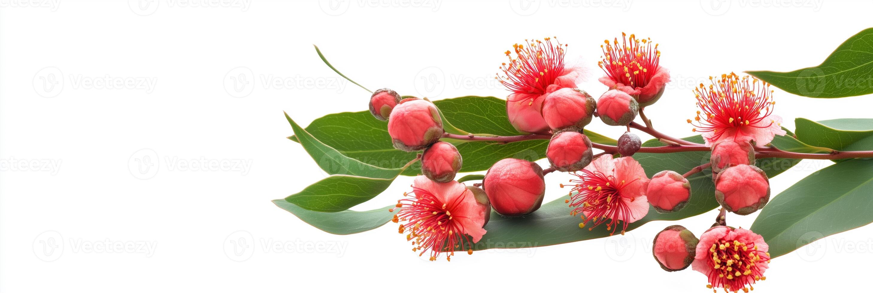 Photorealistic Redflowering Gum, copy space plant, isolated on white Redflowering Gum photo