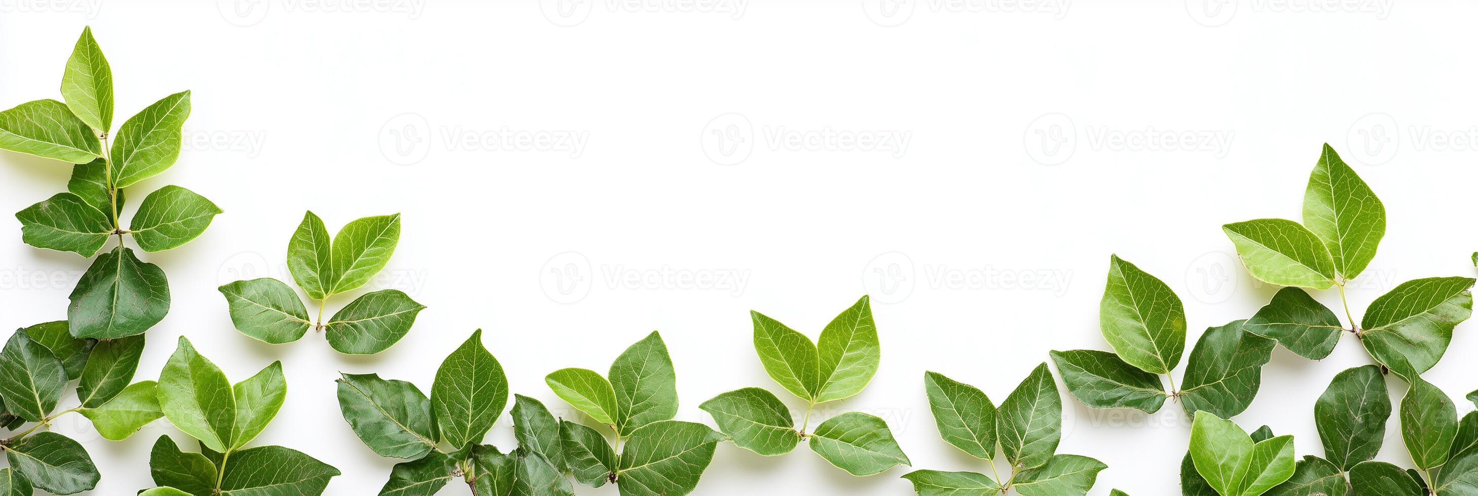 Photorealistic Sassafras with copy space, Sassafras plant setting, isolated on white plant photo
