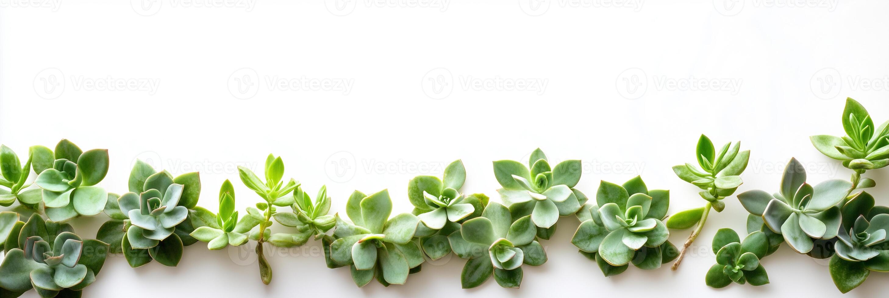 Senecio with copy space, photorealistic Senecio plant, isolated on white photo
