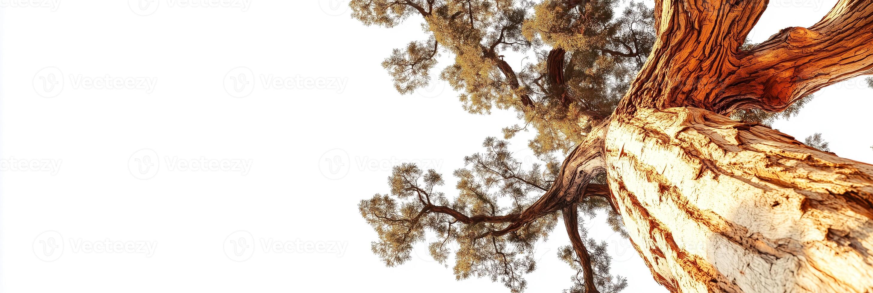 Photorealistic Sequoia with copy space, Sequoia plant setting, isolated on white plant photo