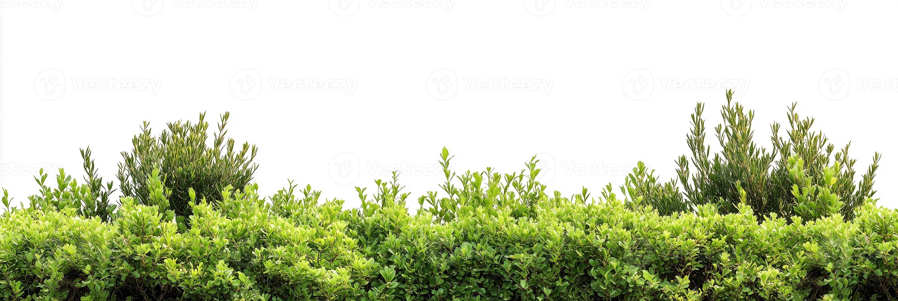 A bush with green leaves on a white background photo