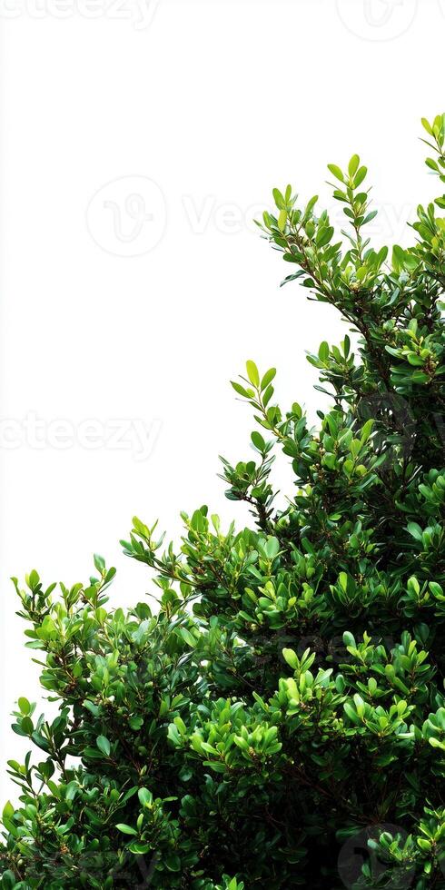 A large bird sitting on a tree branch photo