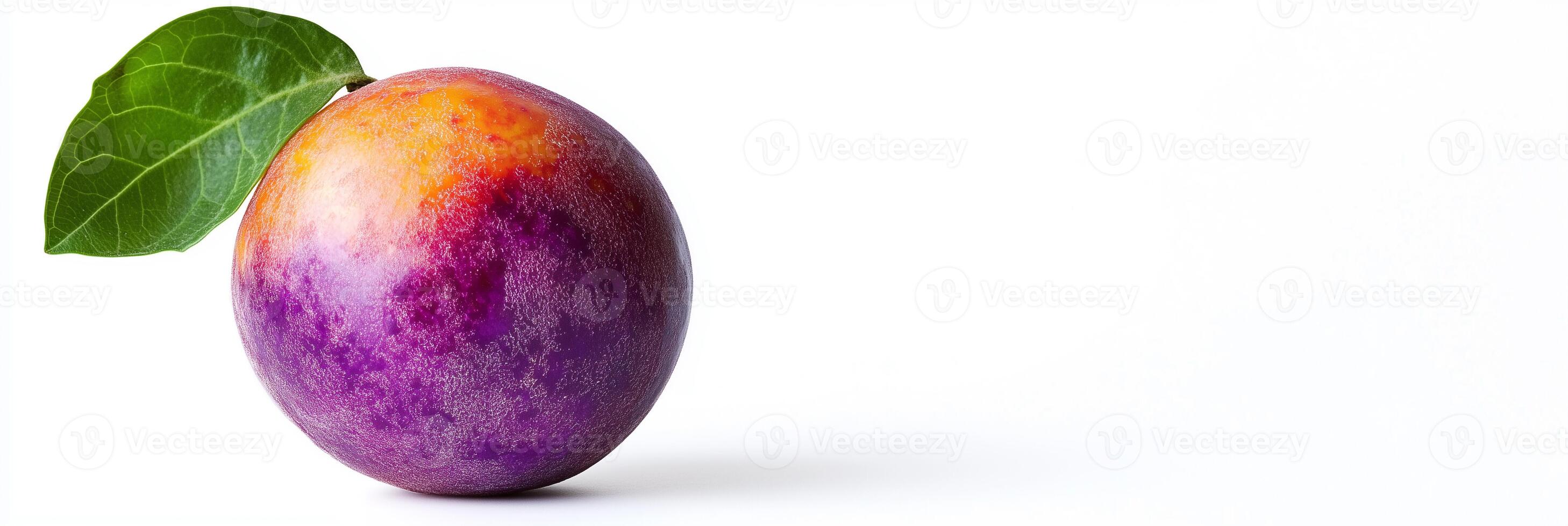 Solanum melongena with white space, photorealistic Solanum melongena plant, isolated on white Solanum melongena photo