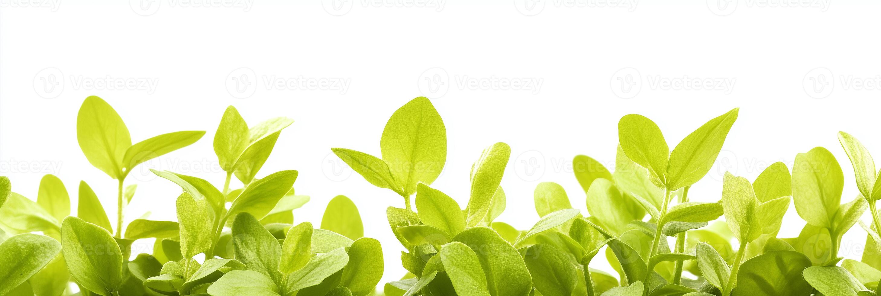 Photorealistic Sorrel with copy space, Sorrel plant setting, isolated on white plant photo