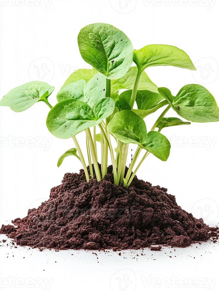A plant growing in dirt on a white background photo
