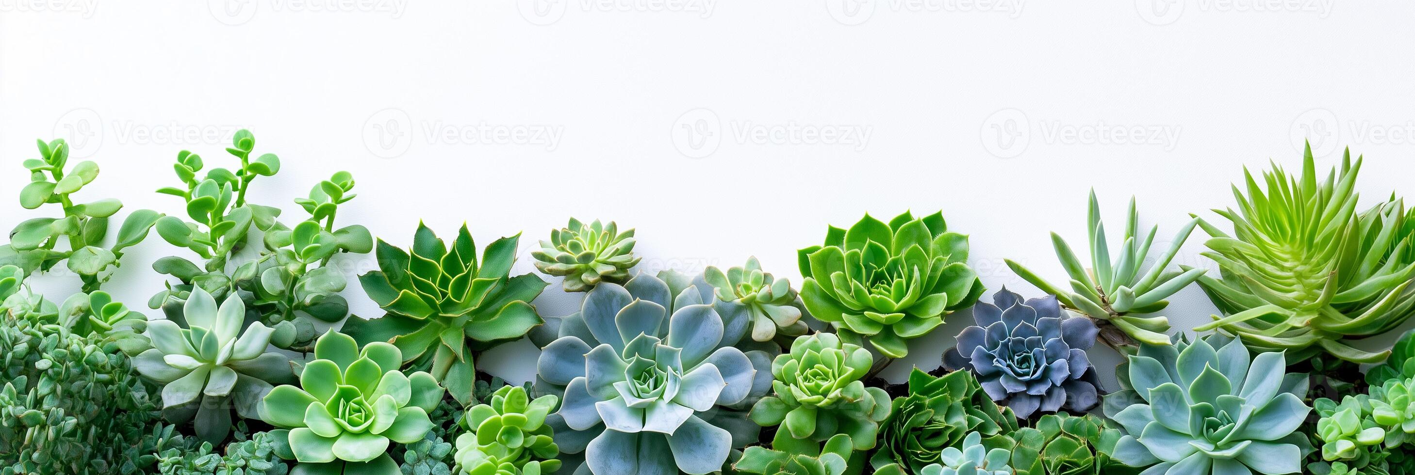 Succulent plants in a row on a white background photo