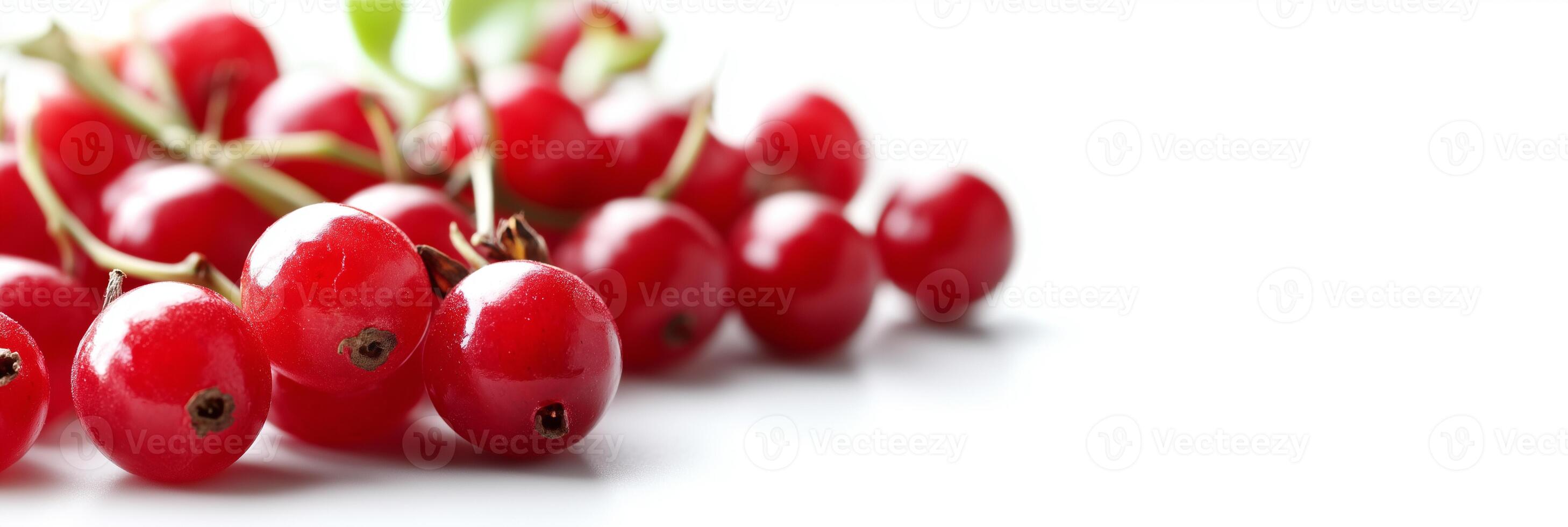 Summersweet with copy space, photorealistic Summersweet plant, isolated on white photo