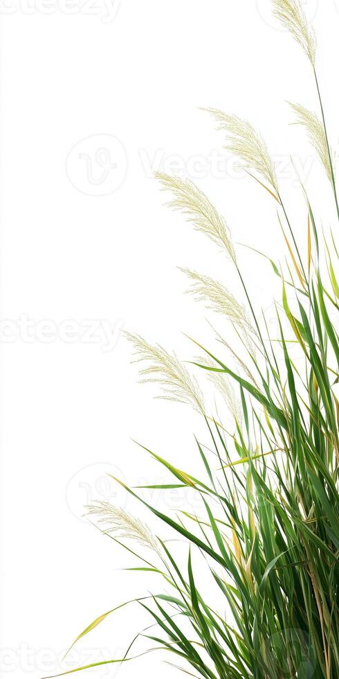 A close up of some tall grass on a white background photo