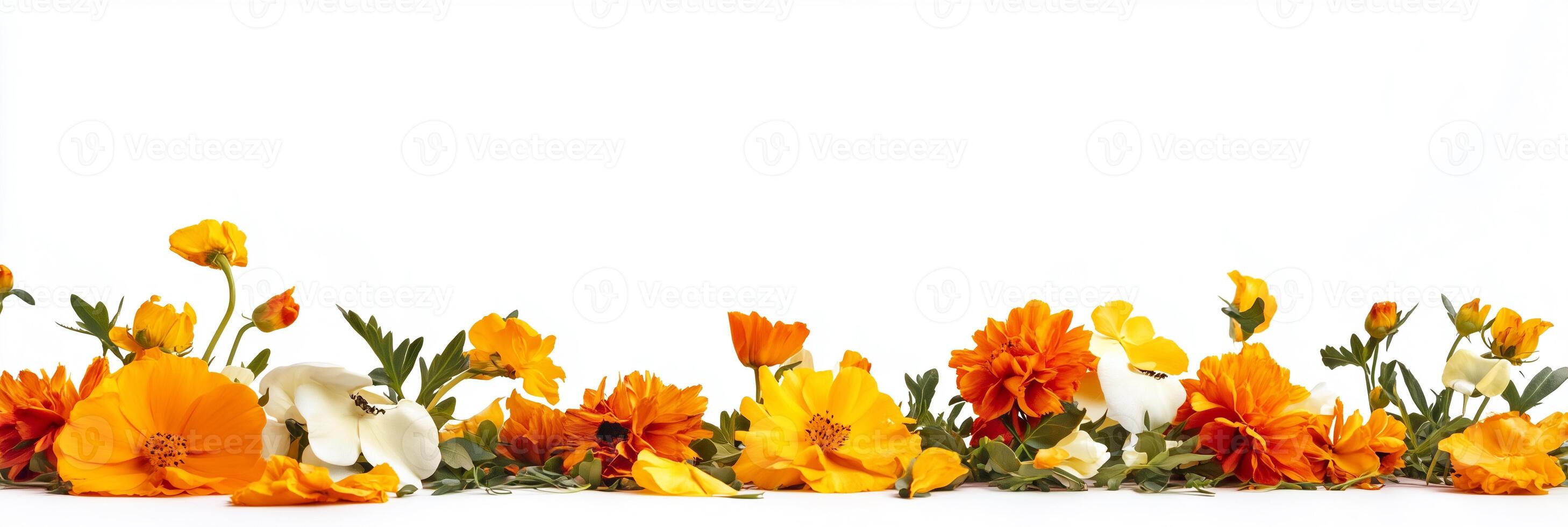 A row of orange flowers on a white background photo