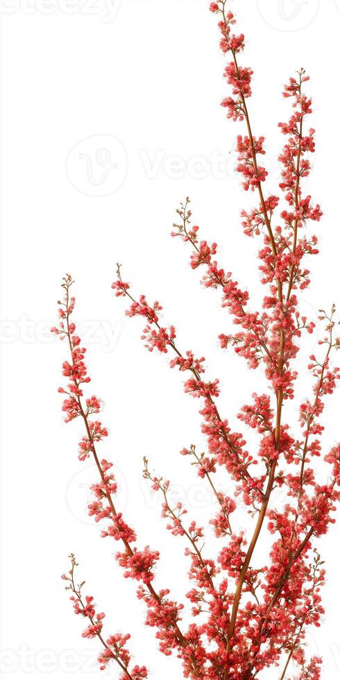 A red flower is on a branch photo