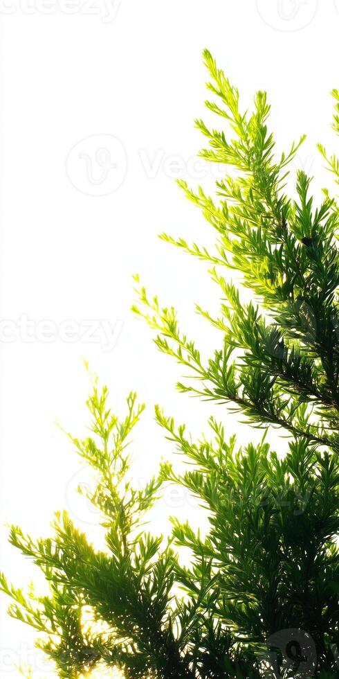 A close up of a tree with a bright sun photo