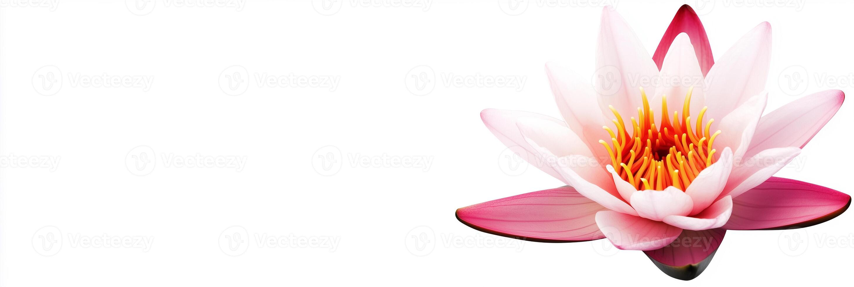 Water Lily with white space, photorealistic Water Lily flower, isolated on white Water Lily photo