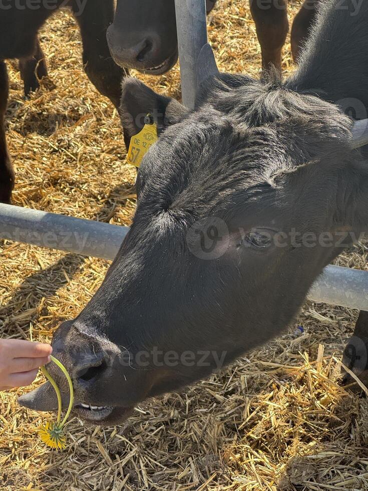 Black cow interacting with a person offering a yellow flower, set in a sunny farm environment with straw and other cattle in the background, showcasing animal-human connection photo