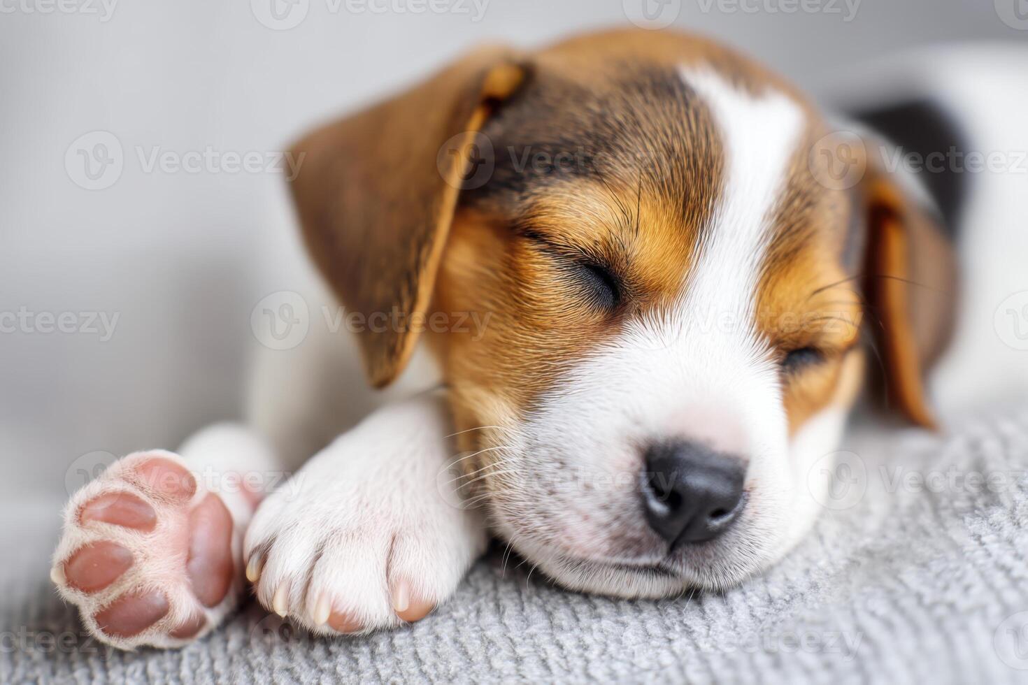 Adorable Jack Russell puppy sleeping peacefully on a soft blanket photo