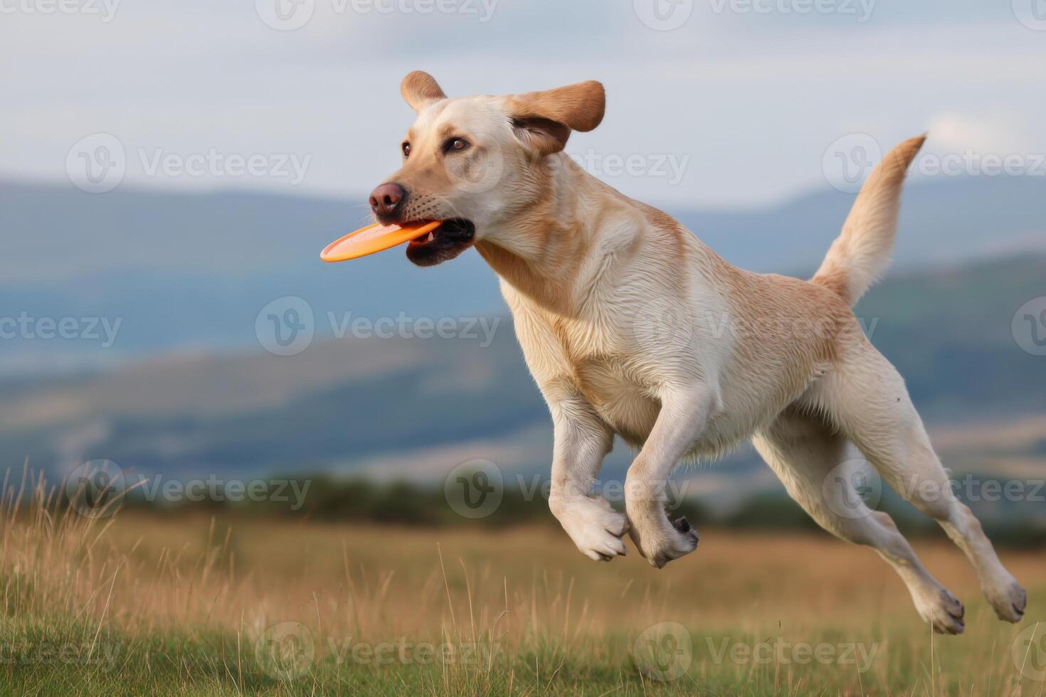 Energetic yellow Labrador retriever joyfully leaping in a grassy field, catching a flying frisbee, showcasing playful spirit and vibrant outdoor activity in a natural setting photo