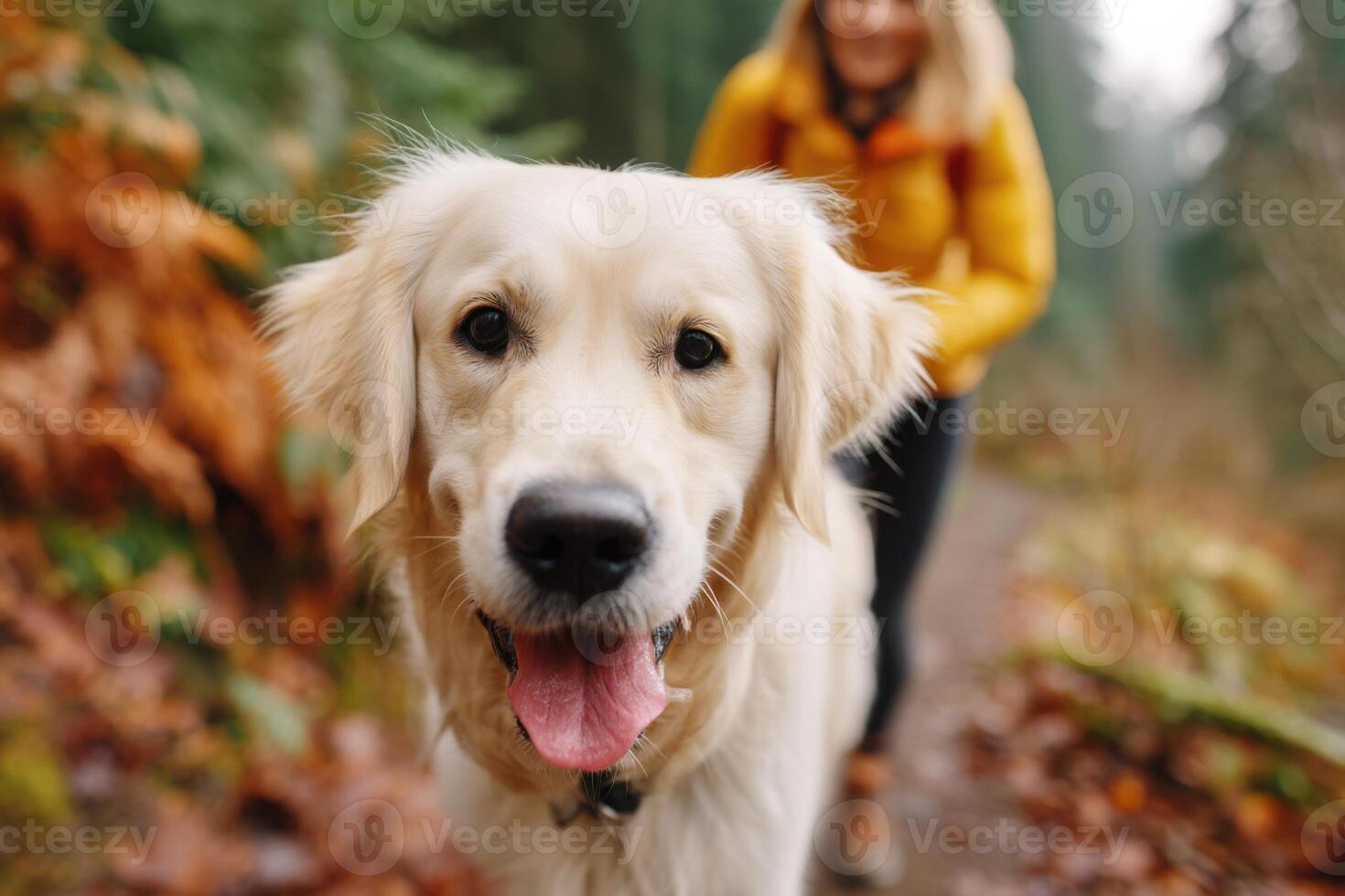 Happy golden retriever dog with a joyful expression walking along a forest trail, surrounded by autumn foliage and a blurred figure of a person in a yellow jacket photo