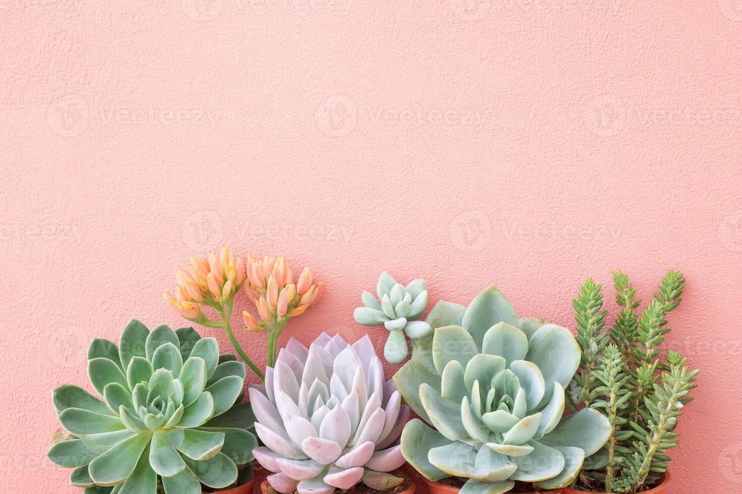 Succulent plants arranged in colorful pots against a soft pink background, showcasing various textures and shapes, perfect for home decor and gardening inspiration photo