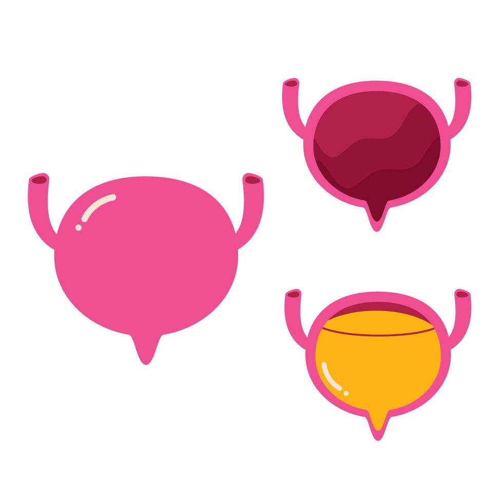 Human Bladder illustration on white background vector