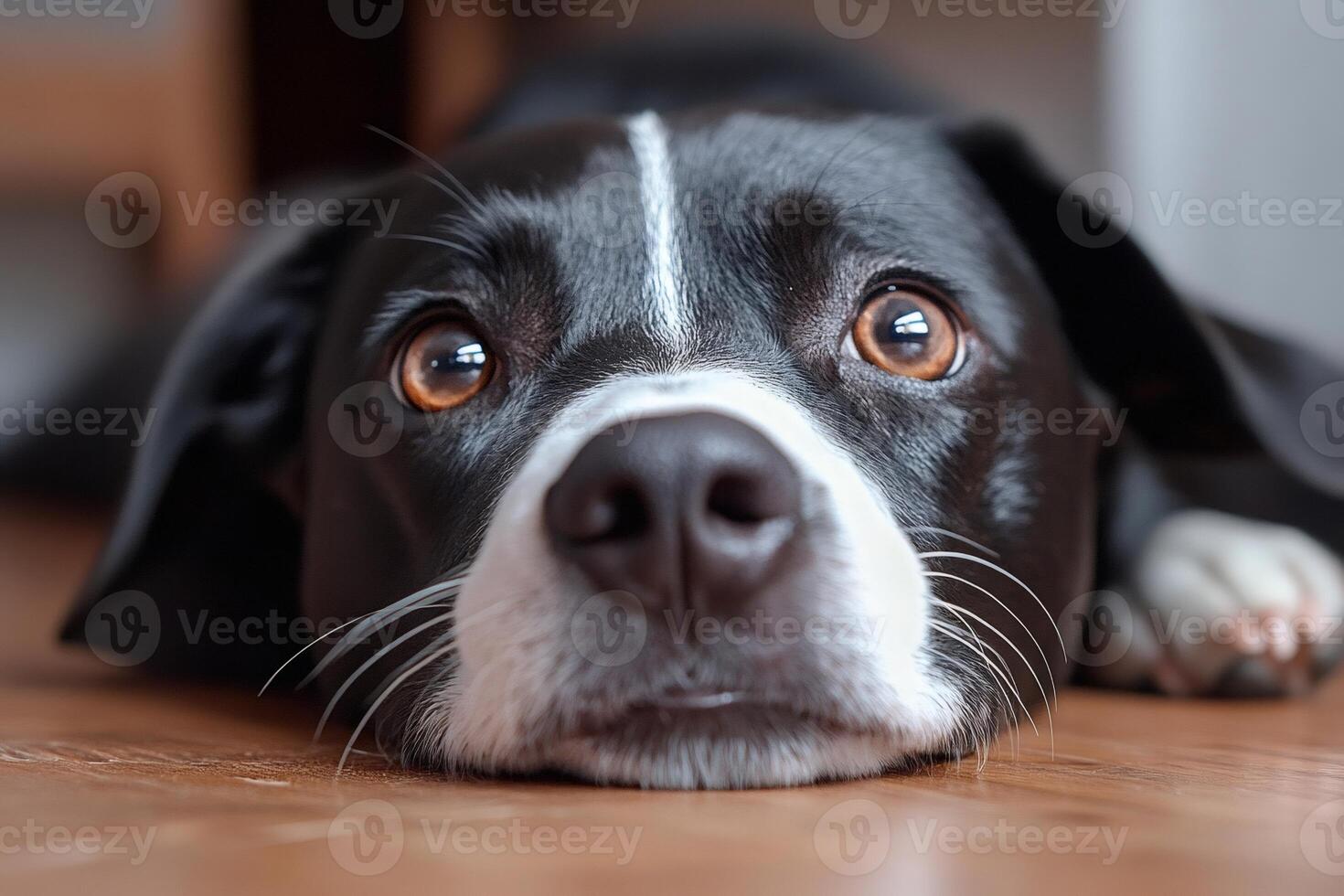 Cute dog lying on wooden floor with relaxed expression photo