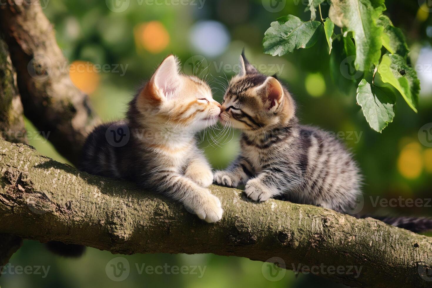 Two kittens kissing on a tree branch in a sunny garden photo