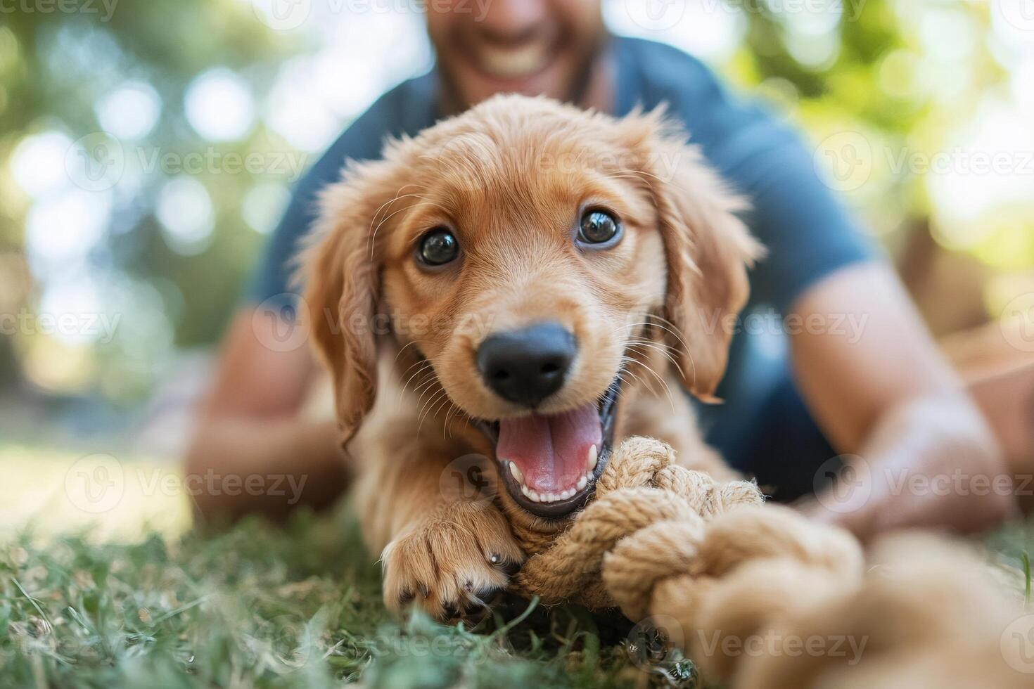 Golden retriever puppy playing with rope in park with owner photo
