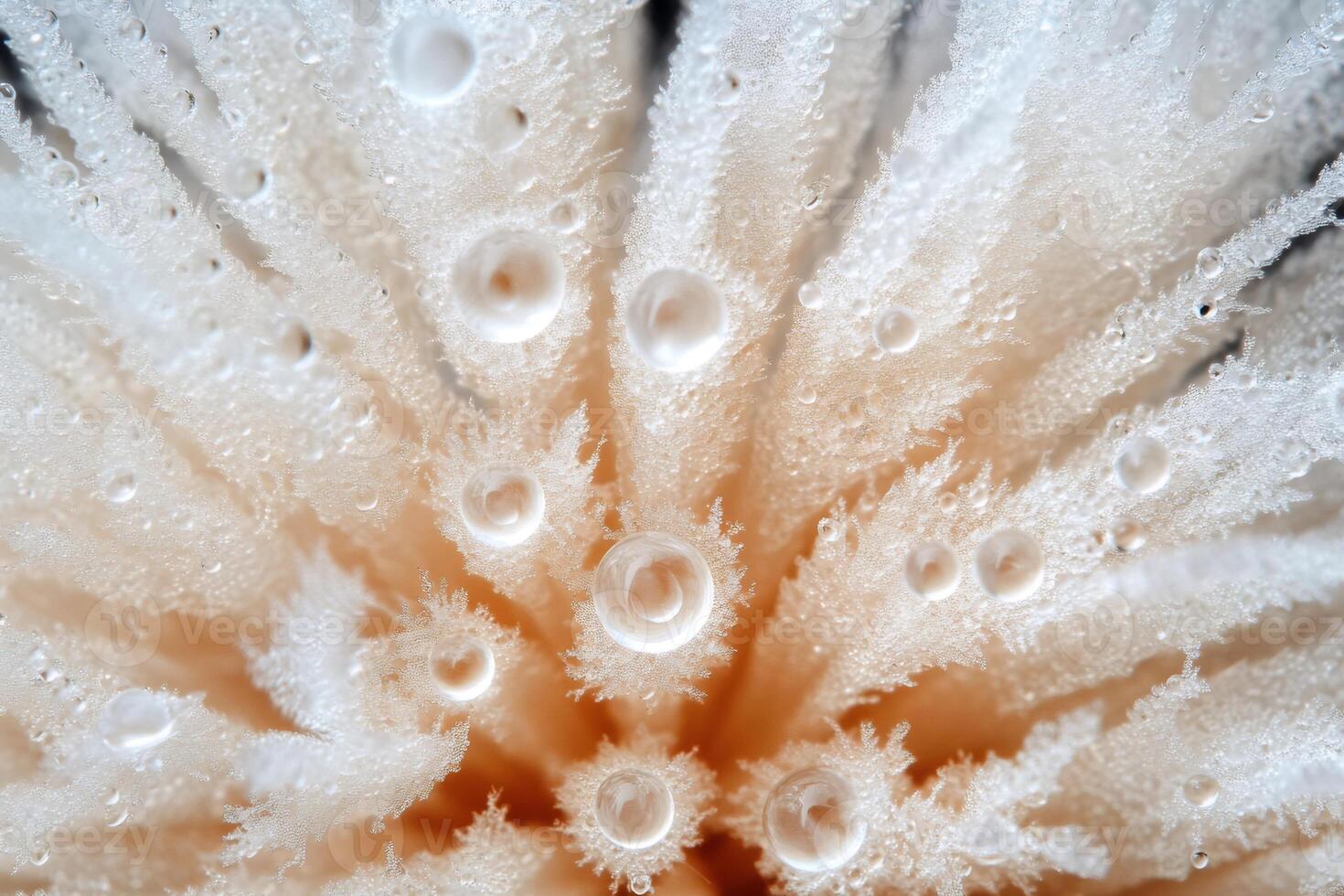 Sparkling frost and water droplets adorning delicate bristles photo