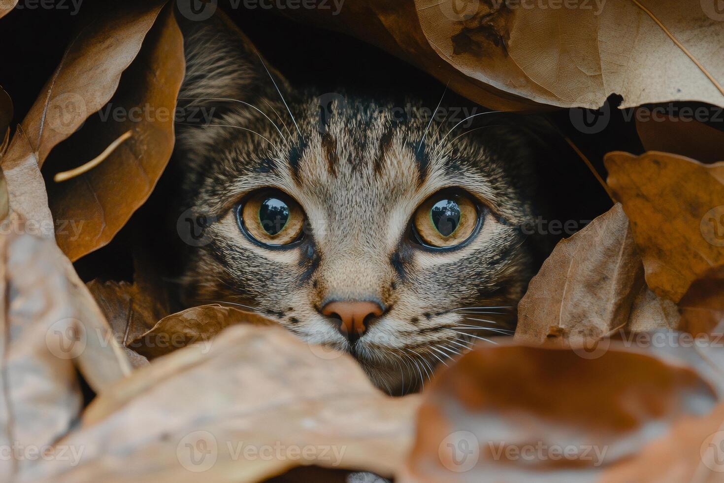 Curious cat hiding in autumn leaves, a close up portrait photo