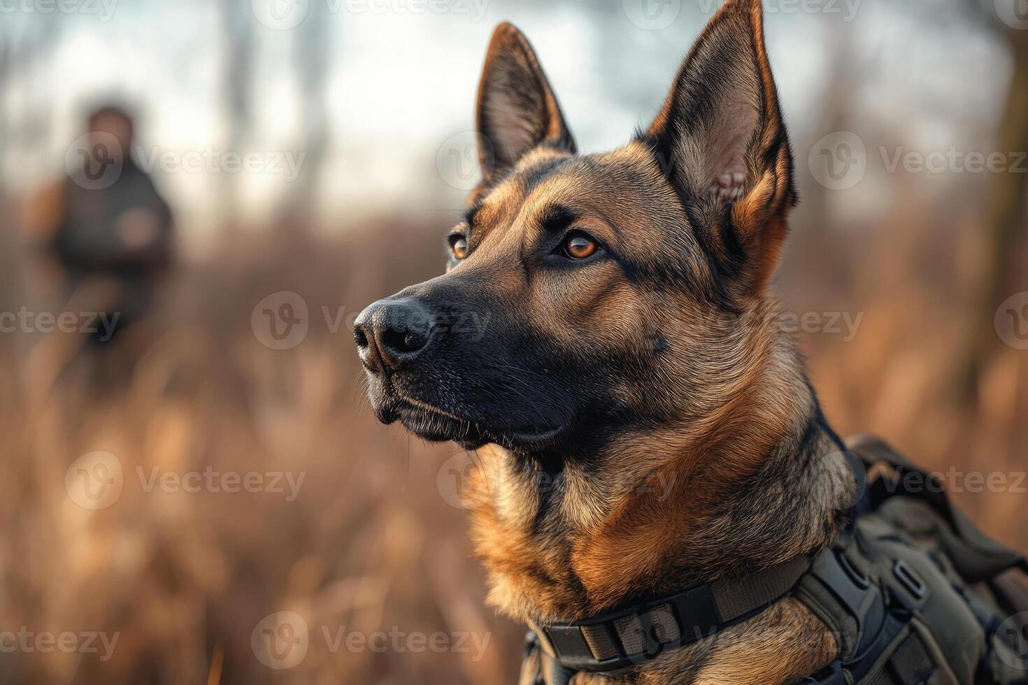 German shepherd dog wearing tactical vest and collar observing outdoors photo