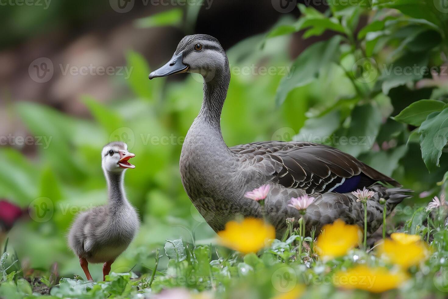Duckling and mother walking in flowers photo