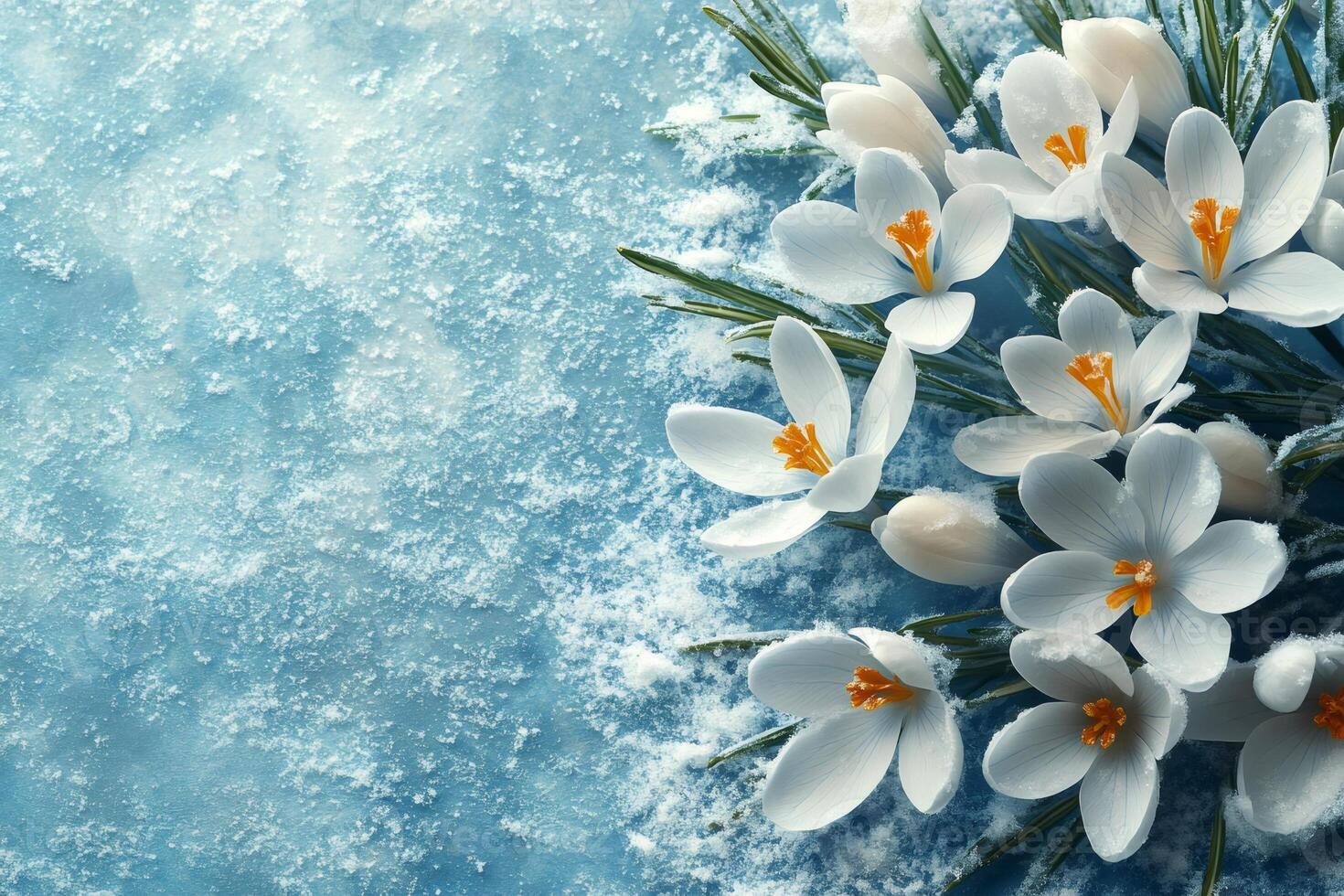 White crocuses blooming in fresh snow on blue background photo