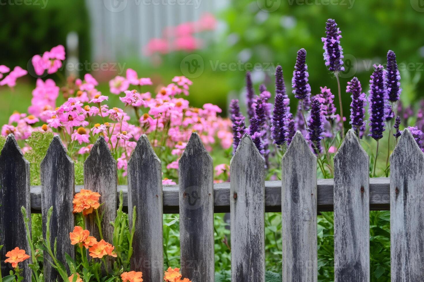 Colorful garden flowers blooming behind rustic wooden fence photo