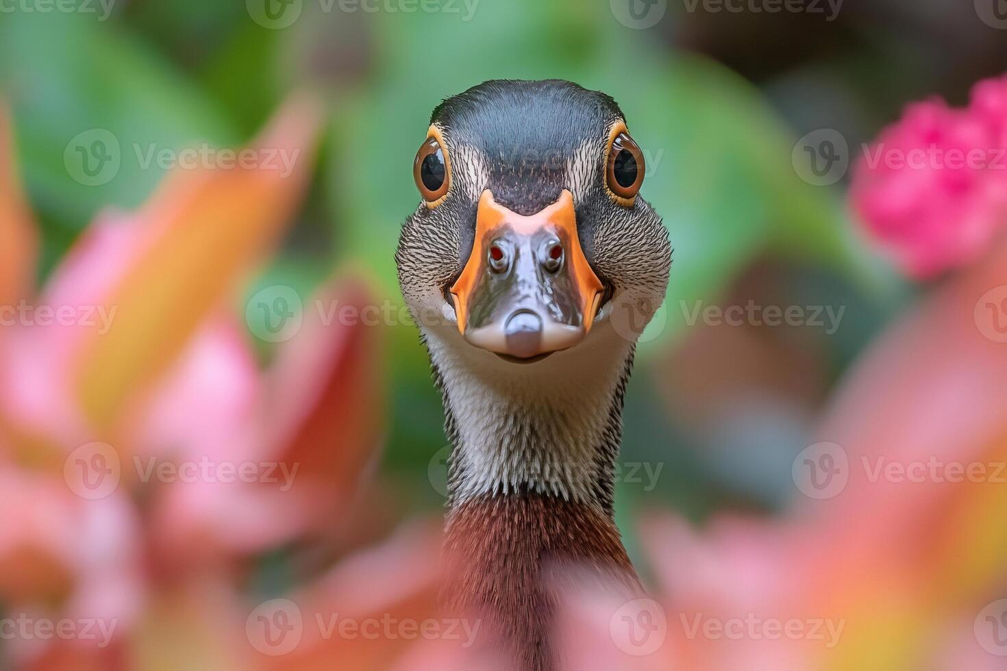 Wood duck emerging from colorful flowers in nature closeup photo