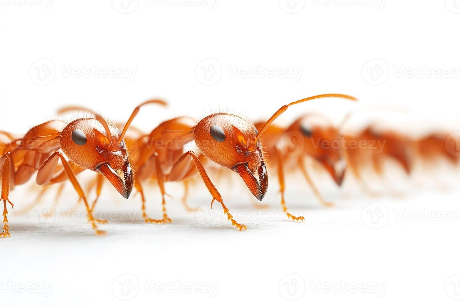 Red ants marching in a row on white background photo