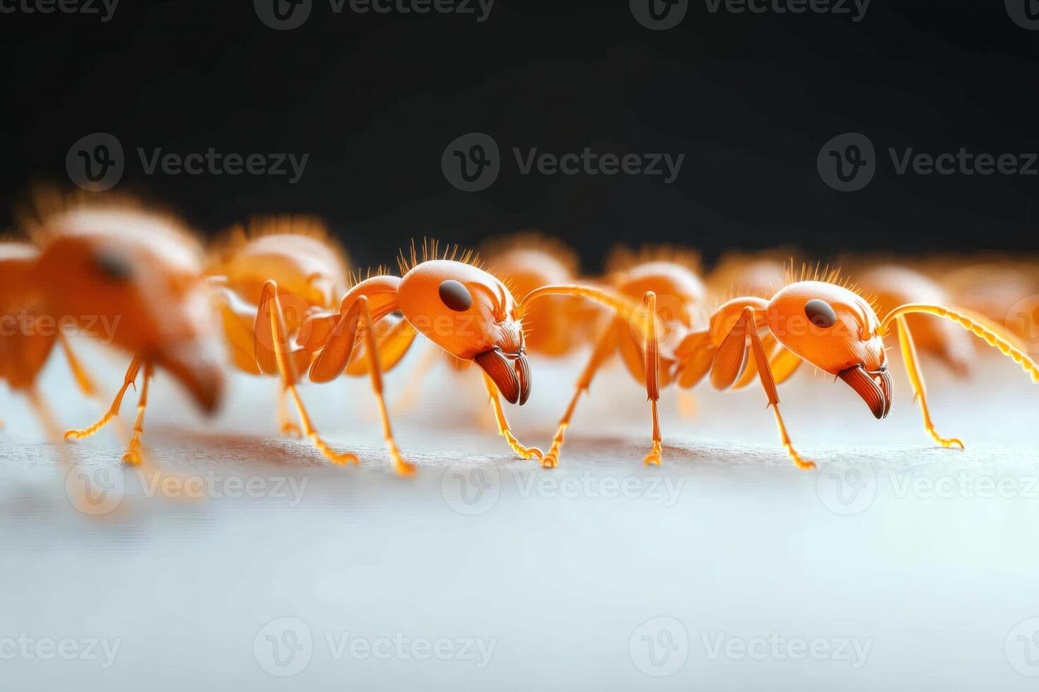 Fire ants marching in a row on white surface photo