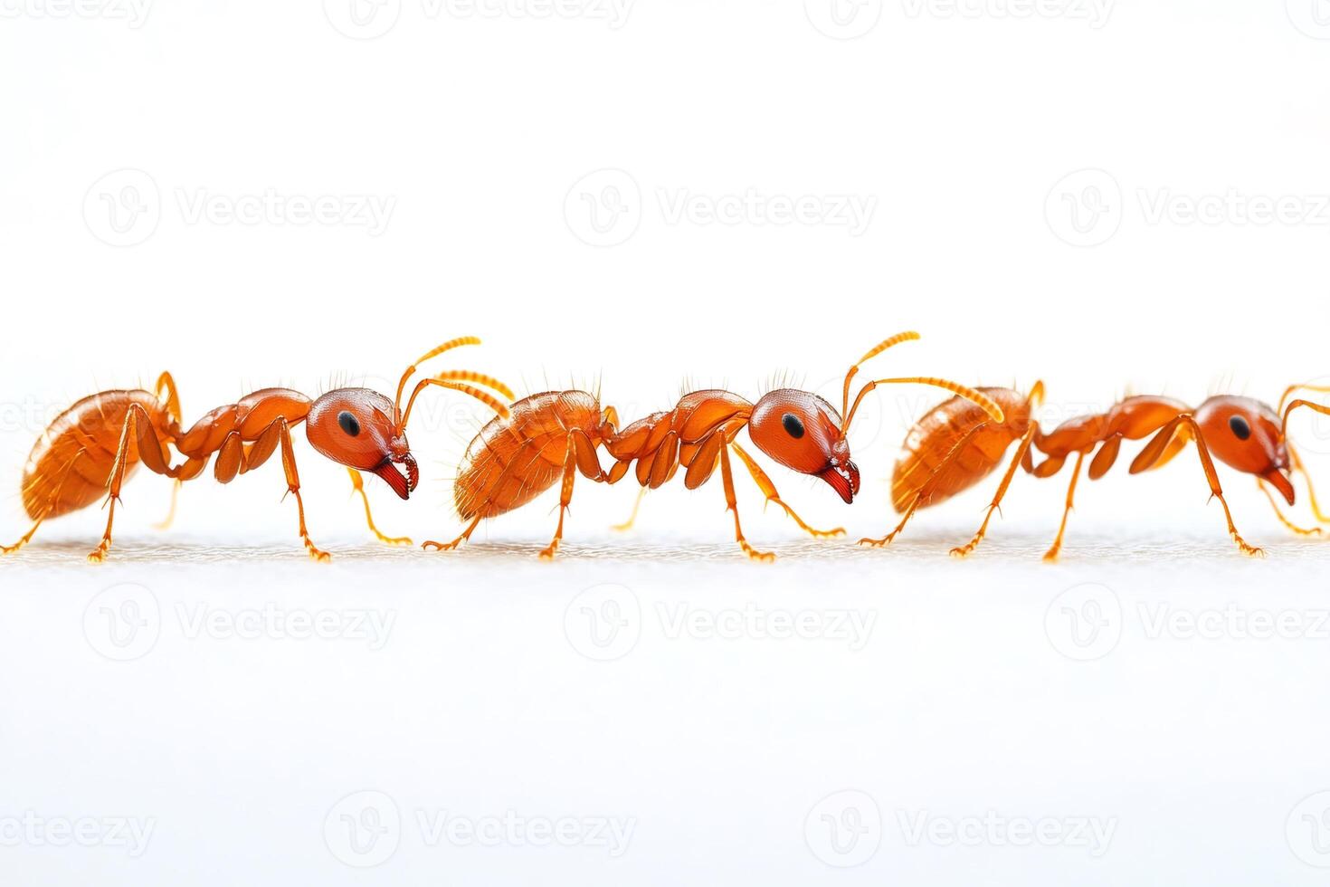 Four red ants walking in line on white background photo