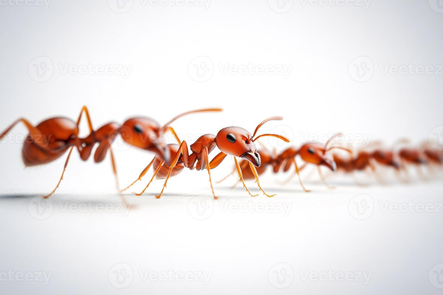 Red ants marching in a line on white background. photo