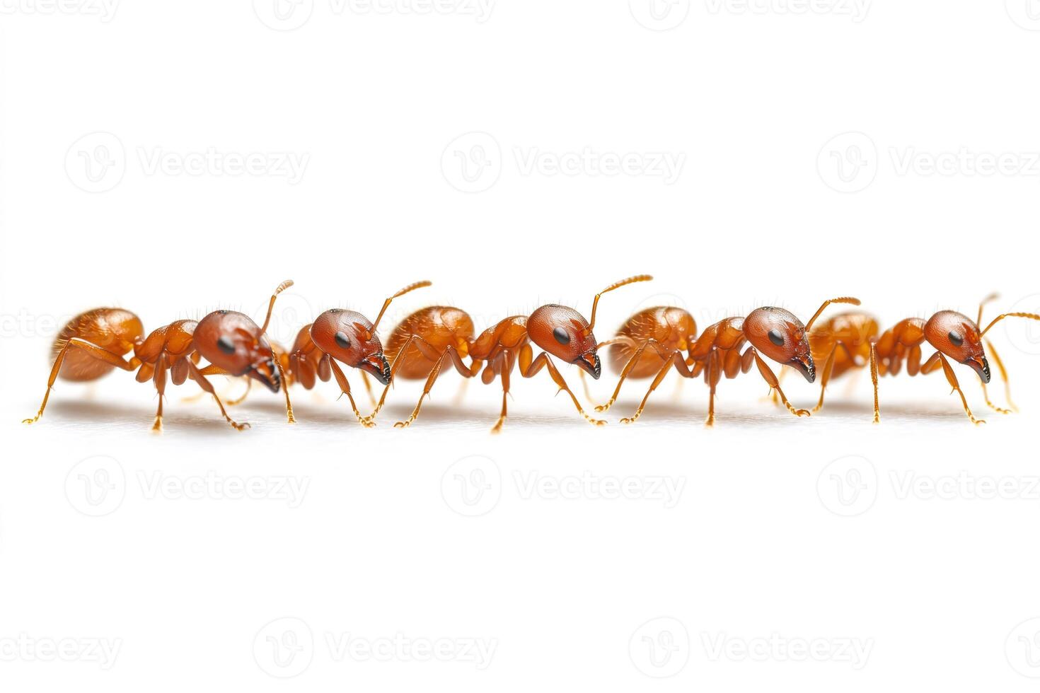 Red ants walking in line on white background. photo