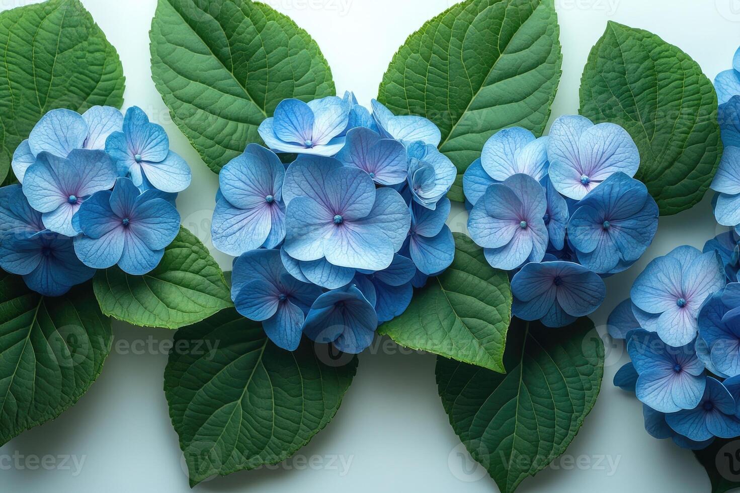 Blue hydrangea flowers with green leaves forming a floral background photo
