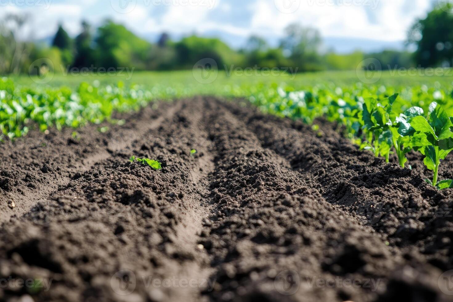 Freshly dug garden soil with young plants growing in background photo