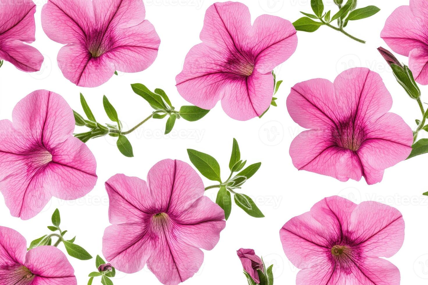 Pink petunia flowers with green leaves on white background photo