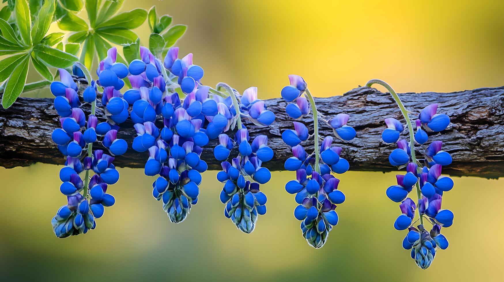 A branch with blue flowers hanging from it photo